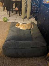 Found Dog