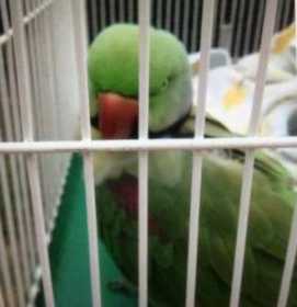 Found Alexandrine