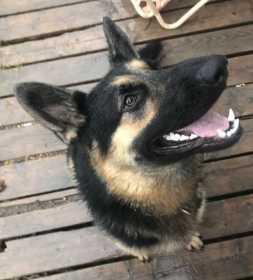 Found Dog