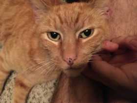 Found Cat