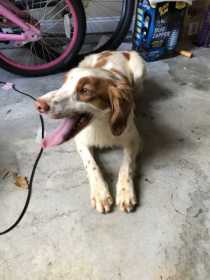 Found Dog