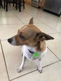 Found Dog