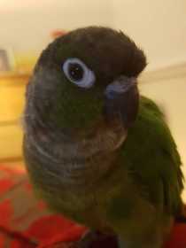 Found Conure