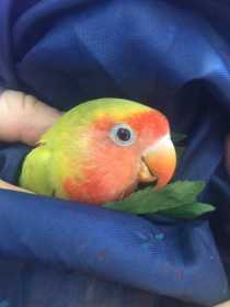 Found Lovebird