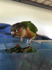 Found Conure