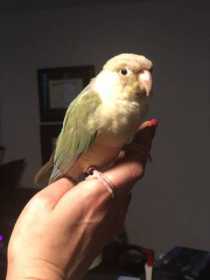 Found Conure