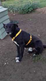 Found Dog