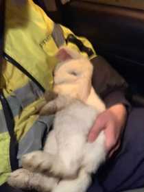 Found Rabbit