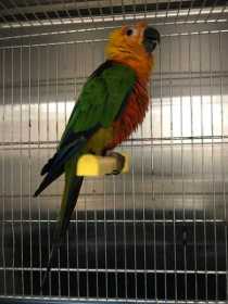 Found Conure