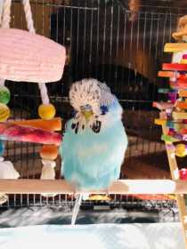 Found Budgerigar