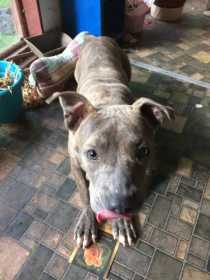 Found Dog