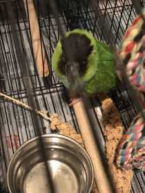 Found Nanday / Black-Hooded Parakeet