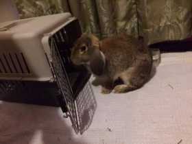 Found Rabbit
