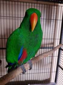 Found Eclectus