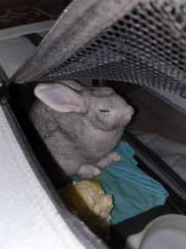 Found Rabbit