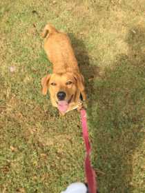 Found Dog