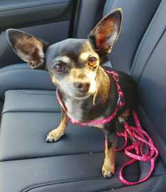 Found Dog