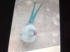 Found Indian Ringneck Parakeet