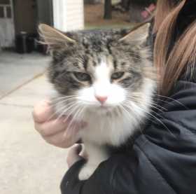 Found Cat