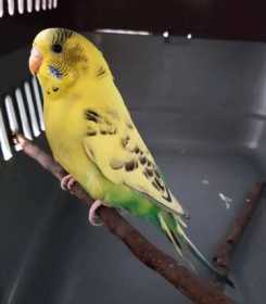 Found Budgerigar