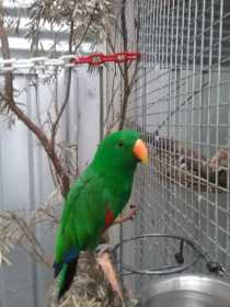 Found Eclectus