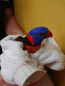 Found Lory / Lorikeet