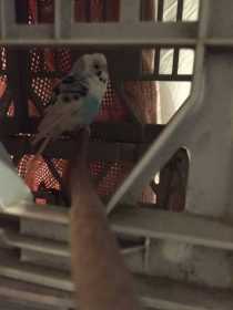 Found Budgerigar