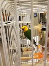 Found Conure