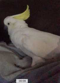 Found Cockatoo