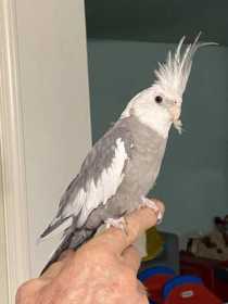 Found Cockatiel