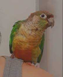 Found Conure