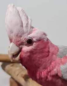 Found Galah Cockatoo