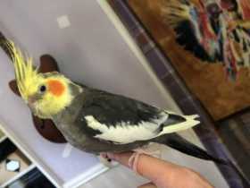 Found Cockatiel