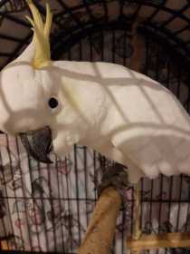 Found Cockatoo