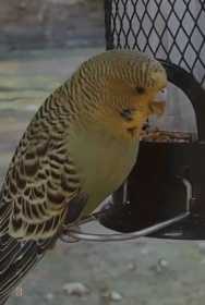 Found Budgerigar