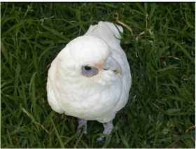 Found Corella Cockatoo