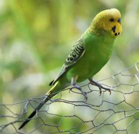 Found Budgerigar