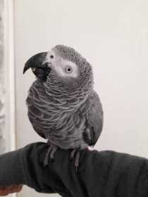 Found African Grey