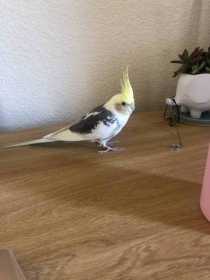 Found Cockatiel