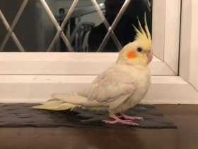 Found Cockatiel