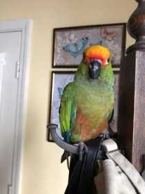 Found Conure