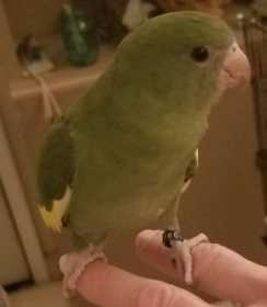 Found White-Winged / Canary-Winged Parakeet