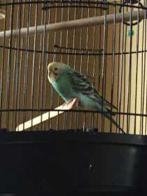 Found Parakeet