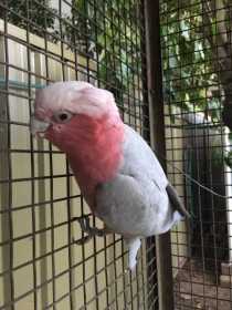 Found Galah Cockatoo