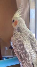 Found Cockatiel