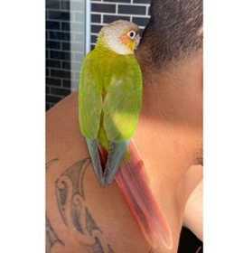 Found Conure