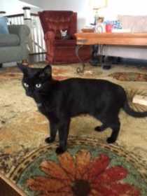 Found Cat