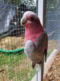 Found Galah Cockatoo