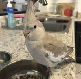 Found Cockatiel