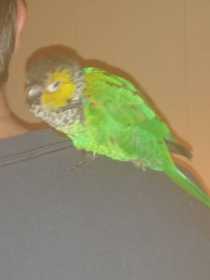 Found Conure